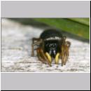 Heliophanus sp - Springspinne 01b 6-7mm.jpg